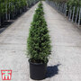 Juniperus communis 'Pyramidalis'