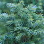Juniperus squamata 'Blue Carpet'