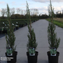 Juniperus scopulorum 'Blue Ivory'