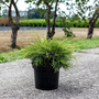 Juniperus pfitzeriana 'Gold Star'