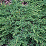 Juniperus communis 'Green Carpet'