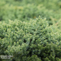 Juniperus procumbens 'Nana'