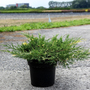 Juniperus pfitzeriana 'White Splash'