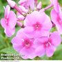 Phlox paniculata 'Eva Cullum'