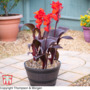 Canna 'Tropicanna Black'