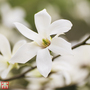 Magnolia salicifolia 'Wada's Memory'