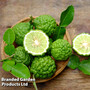 Kaffir Lime (Citrus Fruit)