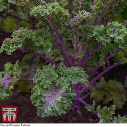 Kale 'Scarlet' - Seeds