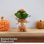 Halloween Kalanchoe in Baby Frankie Pot
