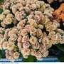 Kalanchoe 'Rosalina Don Hector'