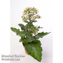 Kalanchoe blossfeldiana 'Feminine Pink'