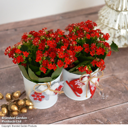 Kalanchoe Christmas - Gift