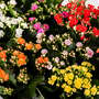 Kalanchoe 'Rosalina Mix'
