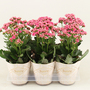 Kalanchoe Sunny 'Gracefull Pink'