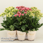 Kalanchoe 'Sunny Mix'