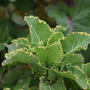 Kale 'Daubenton's Variegata'