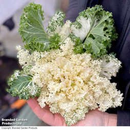 Kale 'Frost Byte' F1 Hybrid - Seeds