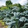 Kale 'Nero di Toscana' - Seeds