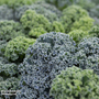 Kale 'Oldenbor 'F1 - Seeds