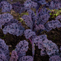 Kale 'Redbor'