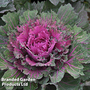 Kale 'Buttonhole Starmaker' - Veg Saver Seeds