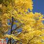Cercidiphyllum japonicum