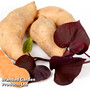 Sweet Potato 'Kaukura'