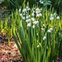 Leucojum aestivum