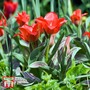 Tulip 'Red Riding Hood'