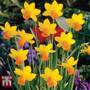 Narcissus 'Jetfire'