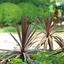 Cordyline 'Red Star'