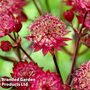 Astrantia 'Star of Love'