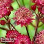 Astrantia Star of Love