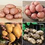 Potato Blight Resisters Collection