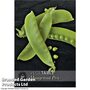 Pea 'Sweet Horizon' (Mangetout) - Kew Vegetable Seed Collection