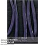Dwarf Bean 'Purple Teepee' - Kew Vegetable Seed Collection