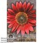 Sunflower 'Claret' F1 Hybrid - Kew Flowerhouse Seed Collection
