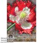 Poppy 'Danish Flag' - Kew Flowerhouse Seed Collection