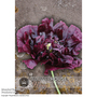 Poppy 'Black Peony' - Kew Flowerhouse Seed Collection