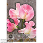 Sweet Pea 'Tickled Pink' - Kew Flowerhouse Seed Collection
