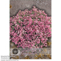 Gypsophila elegans 'Rose' - Kew Flowerhouse Seed Collection
