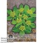 Bupleurum rotundifolium 'Green Gold' - Kew Flowerhouse Seed Collection
