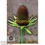 Rudbeckia occidentalis 'Green Wizard' - Kew Flowerhouse Seed Collection
