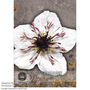 Nigella papillosa 'African Bride' - Kew Flowerhouse Seed Collection