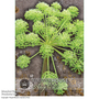 Angelica archangelica - Kew Flowerhouse Seed Collection