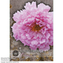Cosmos bipinnatus 'Double Click Rose Bonbon' - Kew Flowerhouse Seed Collection