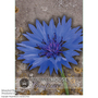 Cornflower 'Blue Boy' - Kew Flowerhouse Seed Collection