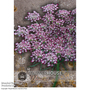 Daucus carota 'Dara' - Kew Flowerhouse Collection Seeds