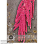 Amaranthus caudatus - Kew Flowerhouse Seed Collection
