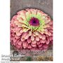 Zinnia elegans 'Queen Red Lime' - Kew Flowerhouse Seed Collection